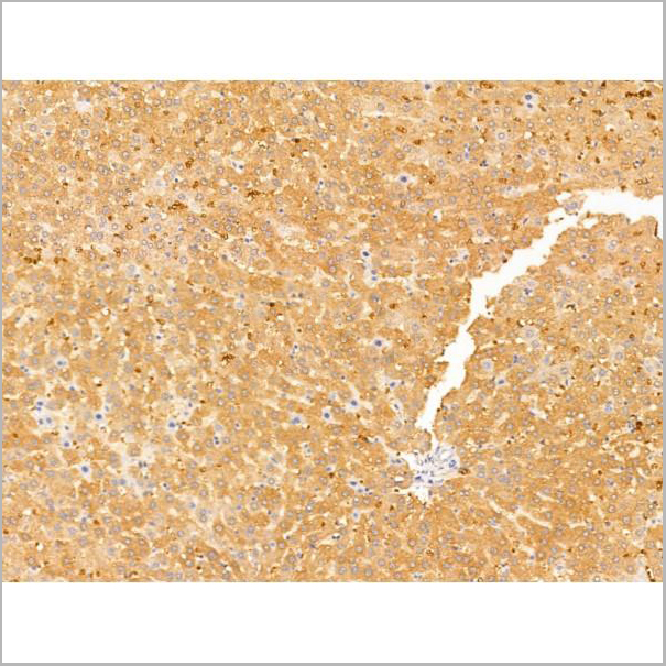 product-image-AAA31253_IHC4.jpg