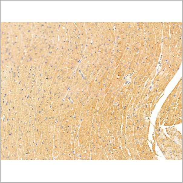 product-image-AAA31253_IHC5.jpg