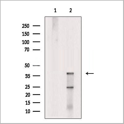 product-image-AAA31253_WB2.jpg
