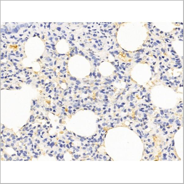product-image-AAA31254_IHC5.jpg