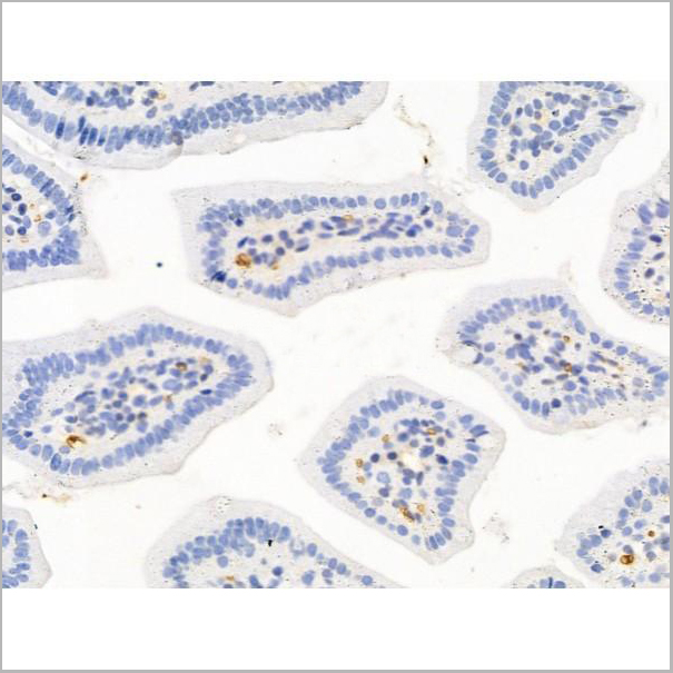 product-image-AAA31254_IHC9.jpg