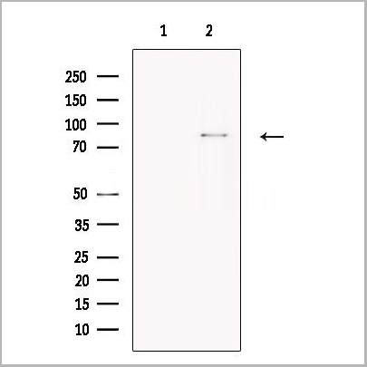 product-image-AAA31254_WB.jpg