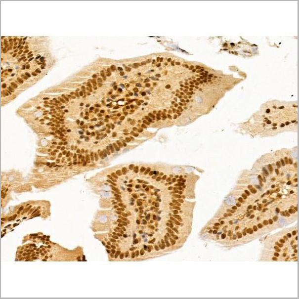 product-image-AAA31255_IHC10.jpg