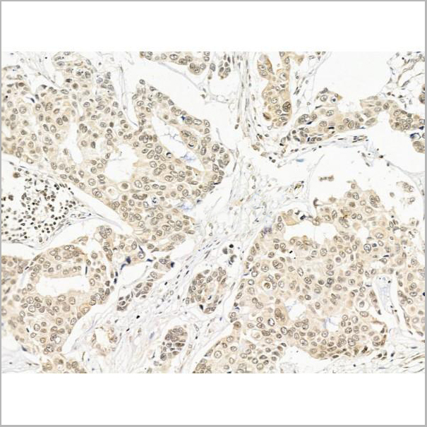 product-image-AAA31255_IHC3.jpg
