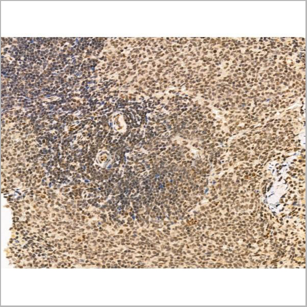 product-image-AAA31255_IHC7.jpg