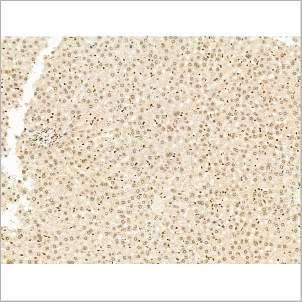 product-image-AAA31255_IHC8.jpg