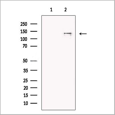 product-image-AAA31255_WB.jpg
