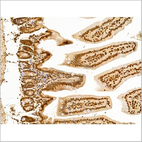 product-image-AAA31256_IHC7.jpg
