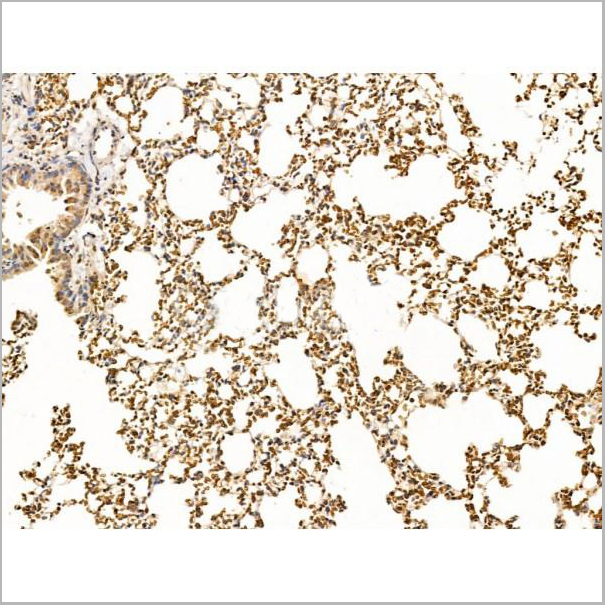 product-image-AAA31256_IHC9.jpg