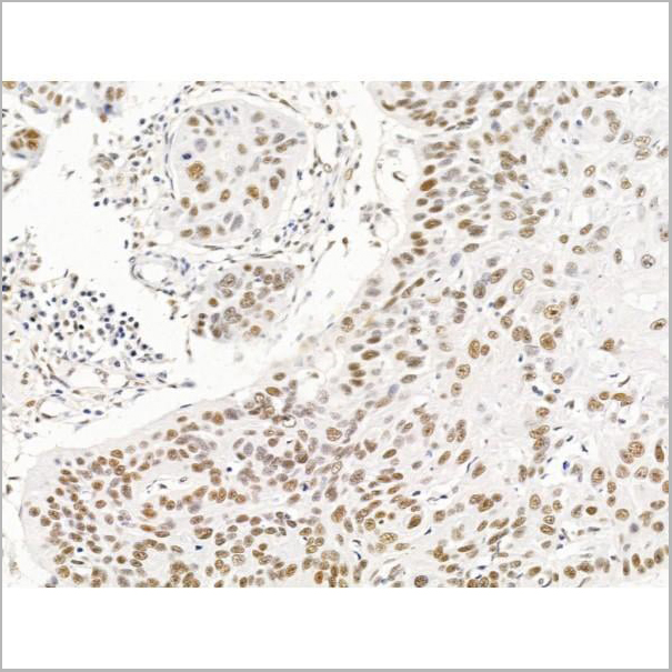 product-image-AAA31257_IHC10.jpg