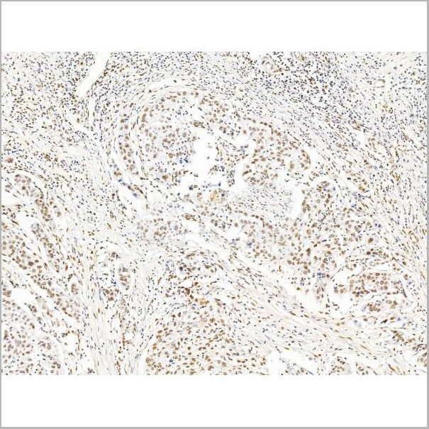 product-image-AAA31257_IHC6.jpg
