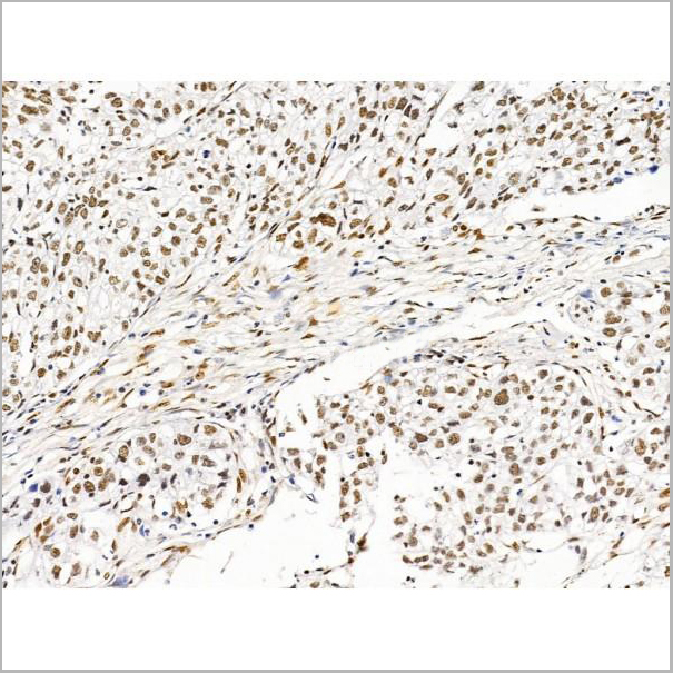 product-image-AAA31257_IHC7.jpg