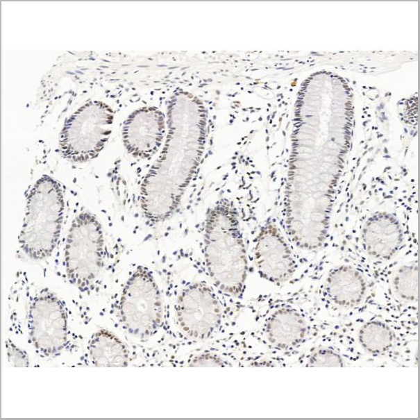 product-image-AAA31257_IHC9.jpg