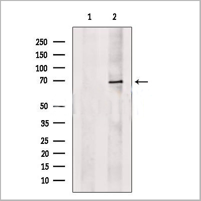 product-image-AAA31257_WB.jpg