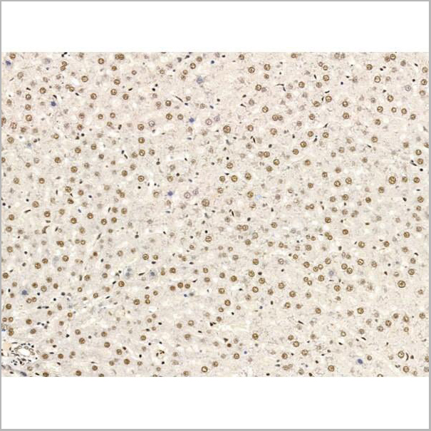 product-image-AAA31258_IHC10.jpg