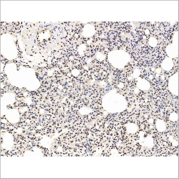 product-image-AAA31258_IHC8.jpg