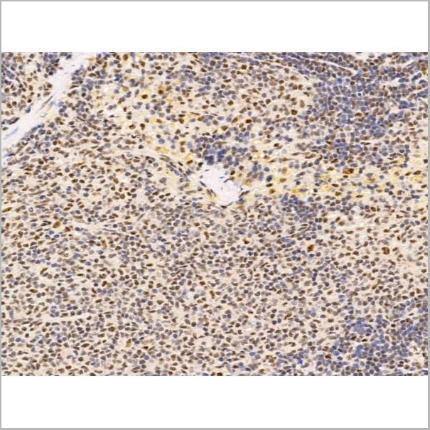product-image-AAA31258_IHC9.jpg