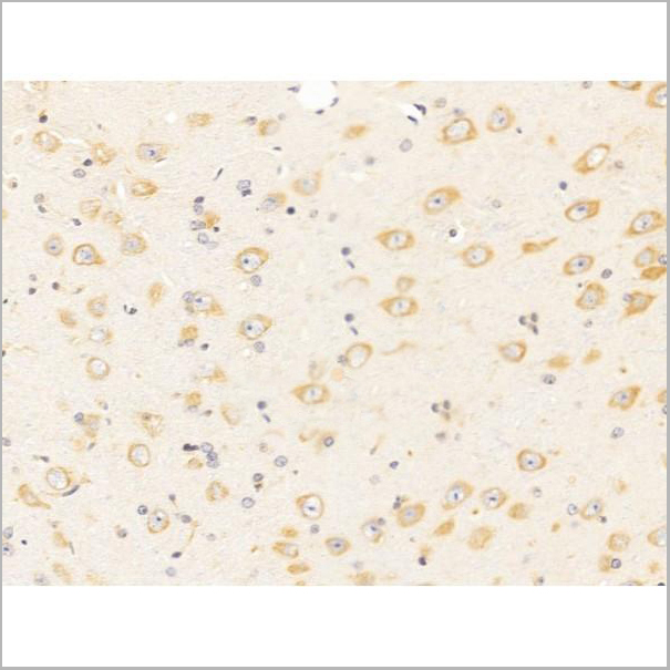 product-image-AAA31259_IHC3.jpg