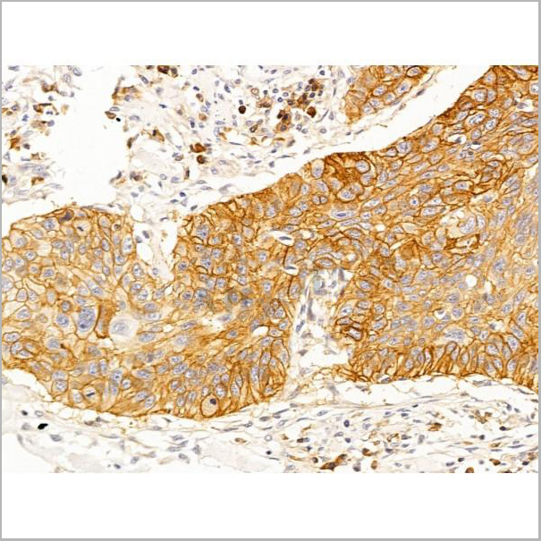 product-image-AAA31259_IHC7.jpg