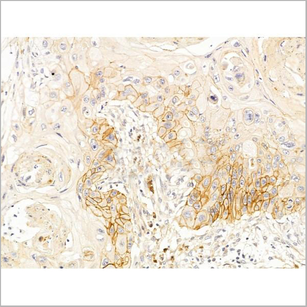product-image-AAA31259_IHC8.jpg
