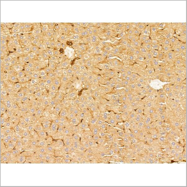 product-image-AAA31260_IHC10.jpg