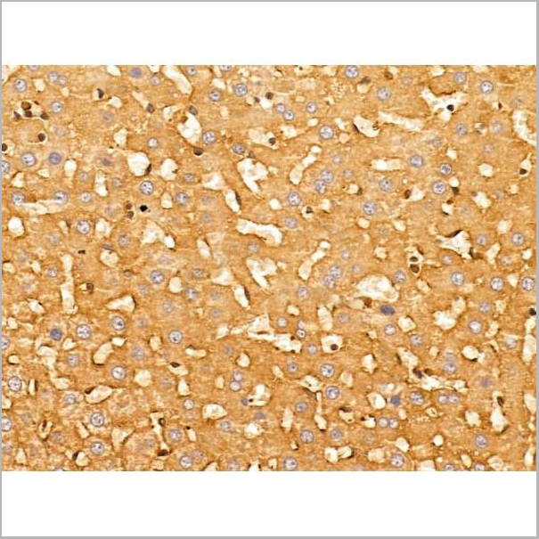 product-image-AAA31260_IHC5.jpg
