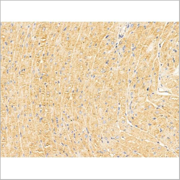 product-image-AAA31260_IHC6.jpg