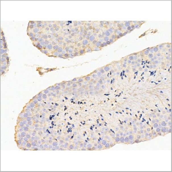 product-image-AAA31260_IHC7.jpg