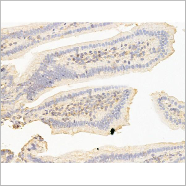 product-image-AAA31260_IHC8.jpg