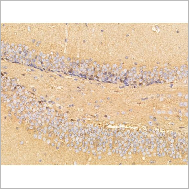 product-image-AAA31260_IHC9.jpg