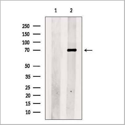 product-image-AAA31260_WB.jpg