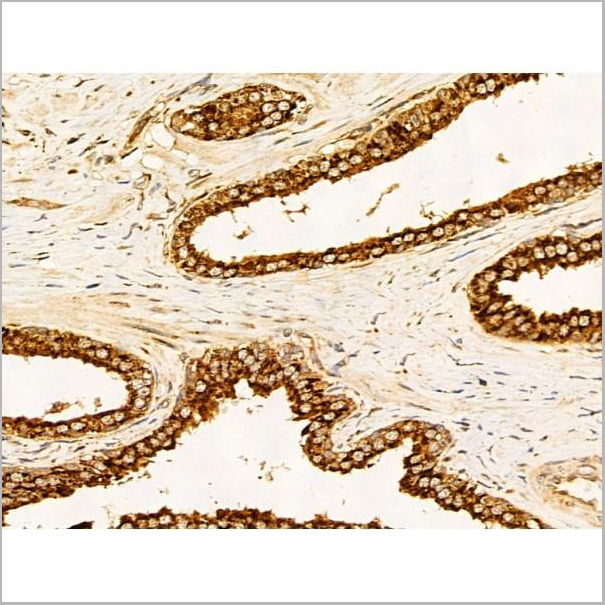 product-image-AAA31261_IHC3.jpg