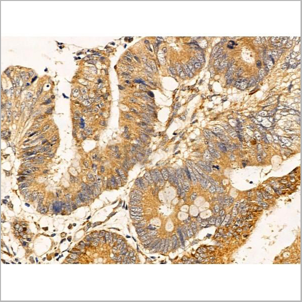 product-image-AAA31261_IHC4.jpg