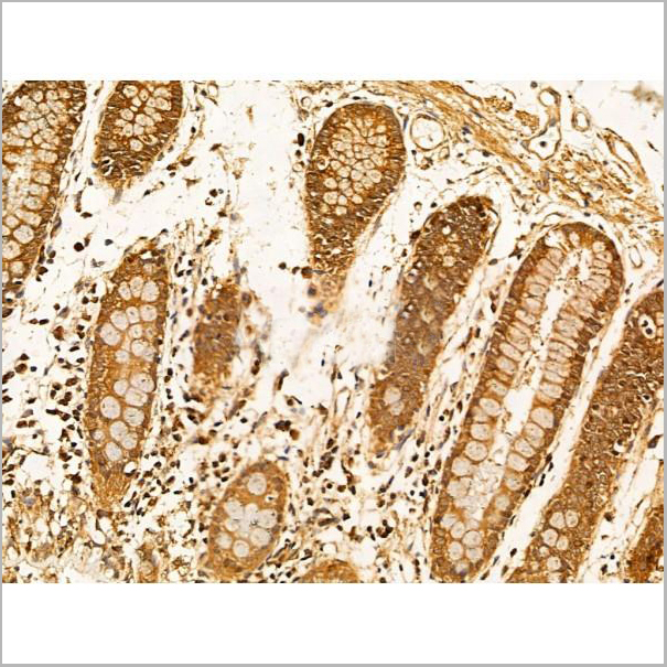 product-image-AAA31261_IHC6.jpg