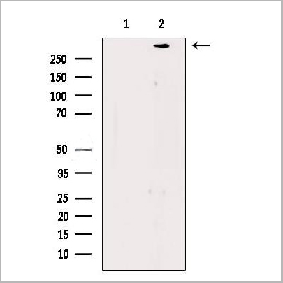 product-image-AAA31261_WB.jpg