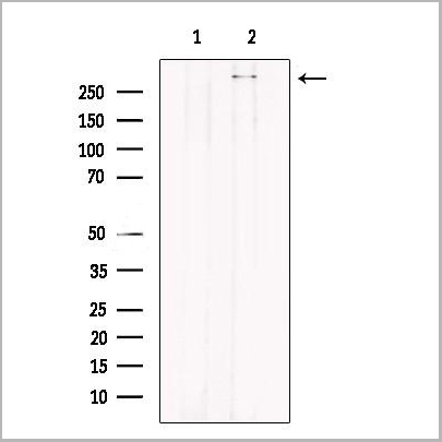 product-image-AAA31261_WB2.jpg