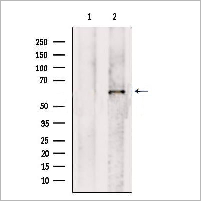 product-image-AAA31262_WB.jpg