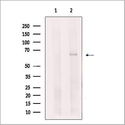 product-image-AAA31262_WB2.jpg
