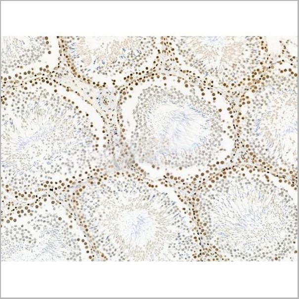 product-image-AAA31263_IHC4.jpg