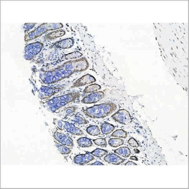 product-image-AAA31263_IHC5.jpg