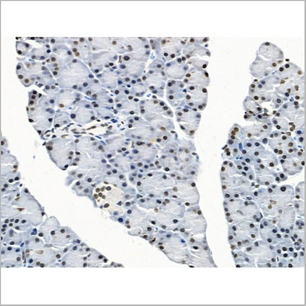 product-image-AAA31263_IHC6.jpg
