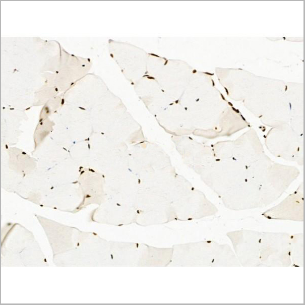 product-image-AAA31263_IHC9.jpg