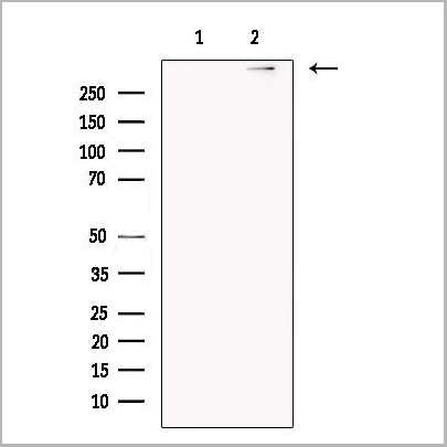 product-image-AAA31263_WB.jpg