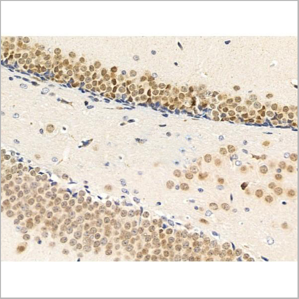 product-image-AAA31264_IHC4.jpg