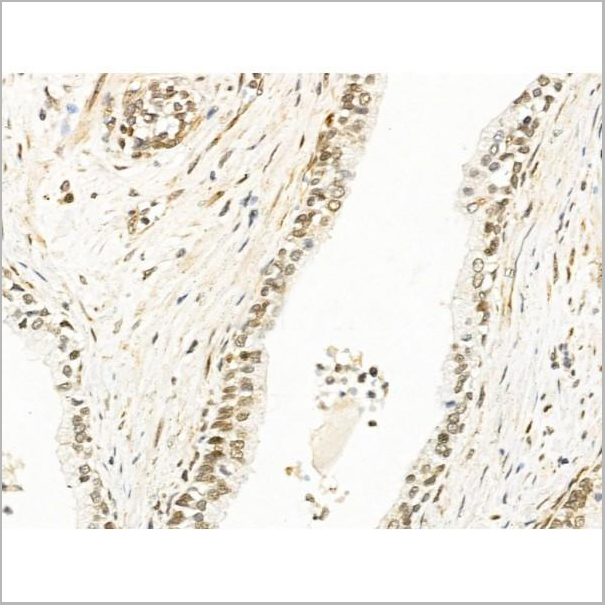 product-image-AAA31264_IHC5.jpg