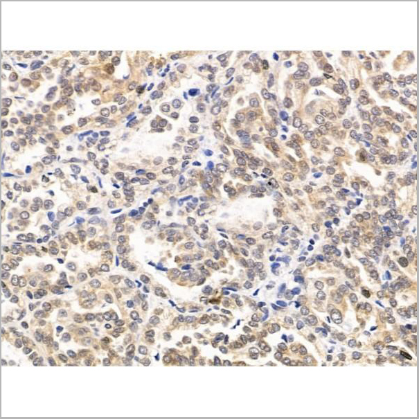 product-image-AAA31264_IHC7.jpg