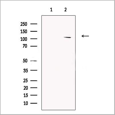 product-image-AAA31264_WB.jpg