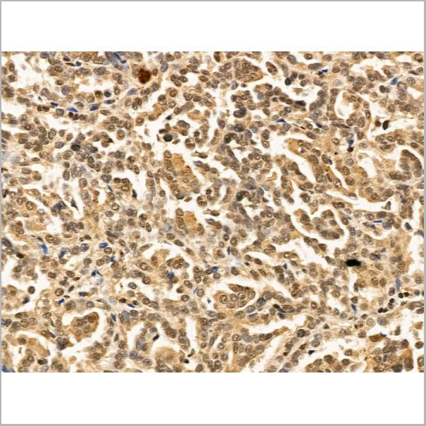 product-image-AAA31265_IHC3.jpg