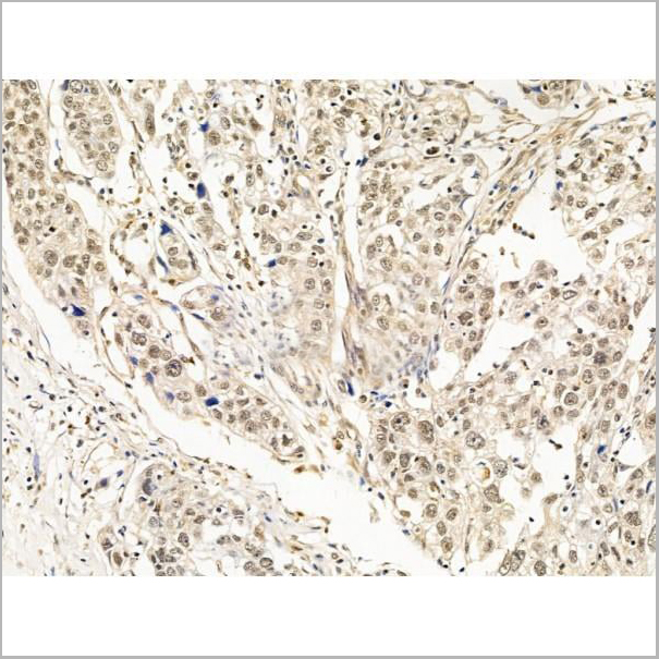product-image-AAA31265_IHC4.jpg