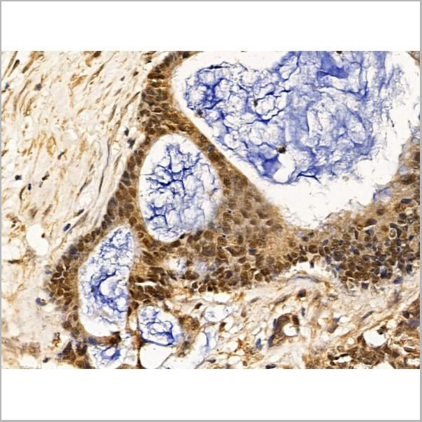 product-image-AAA31265_IHC5.jpg